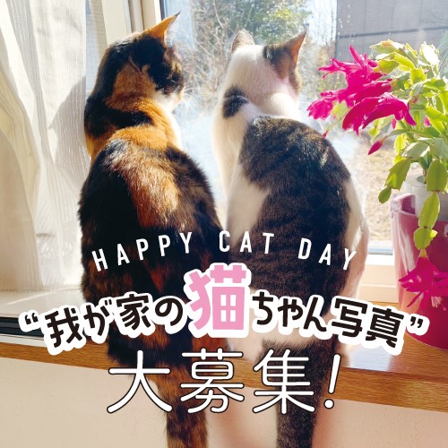 “我が家の猫ちゃん写真”大募集